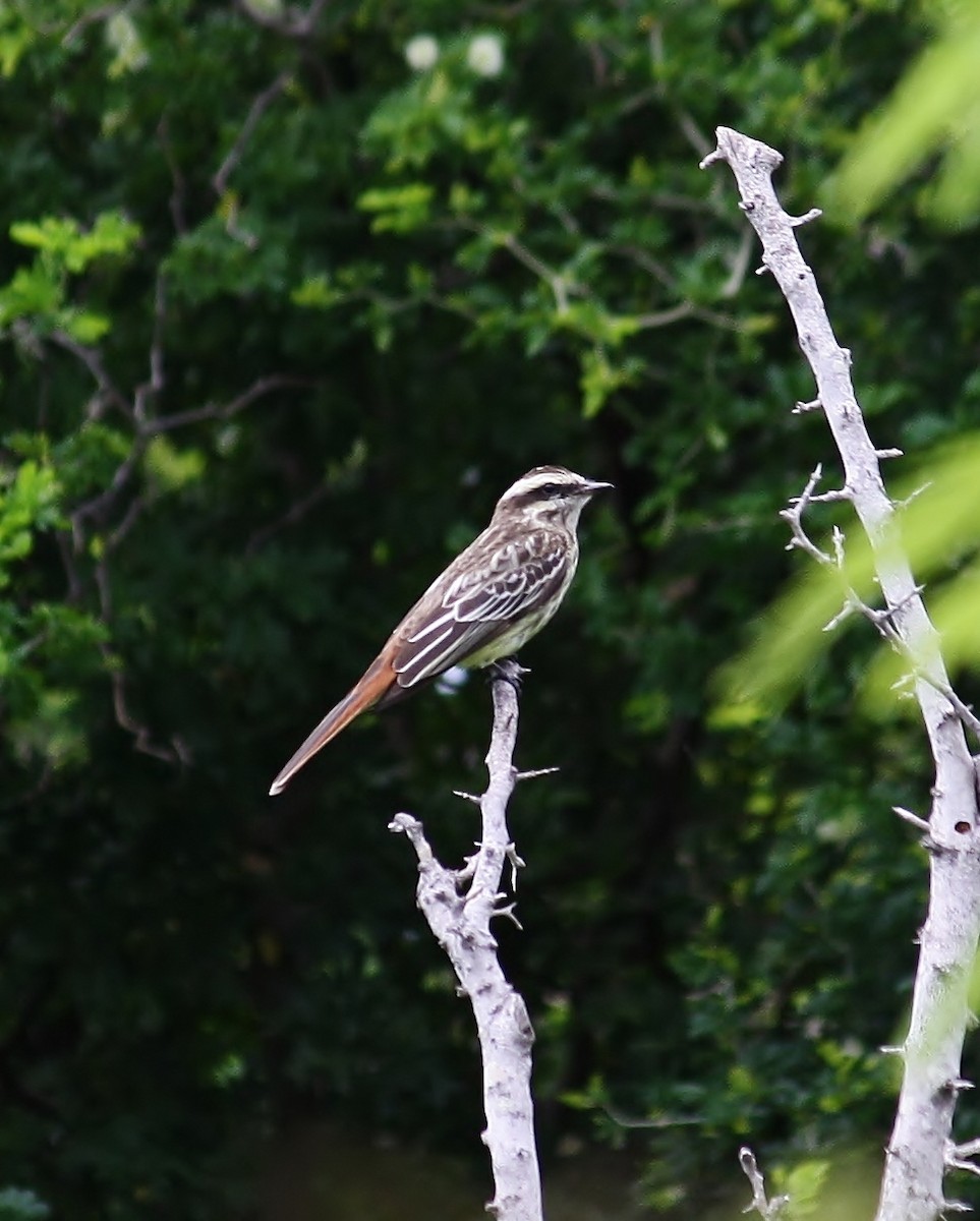 Variegated Flycatcher - ML61508281