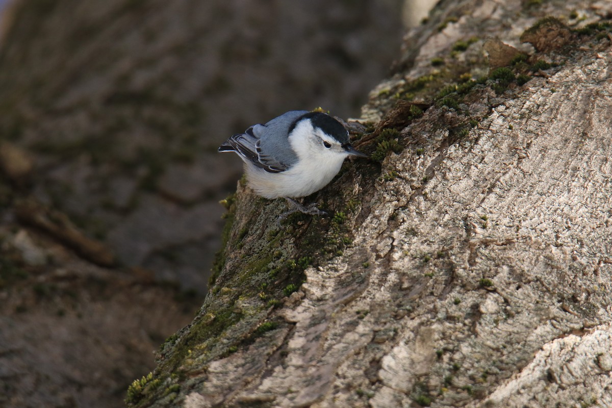 White-breasted Nuthatch - ML615082826