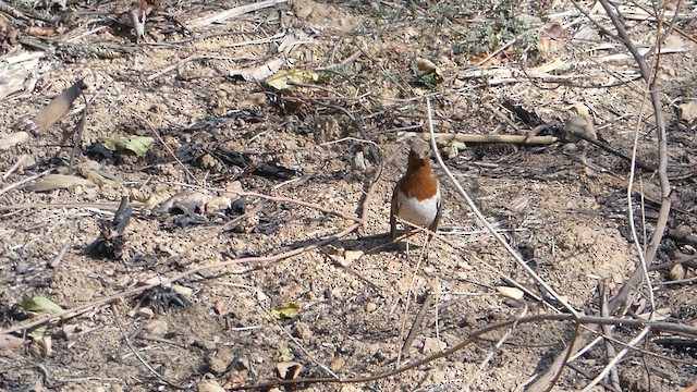 Red-throated Thrush - ML615082829
