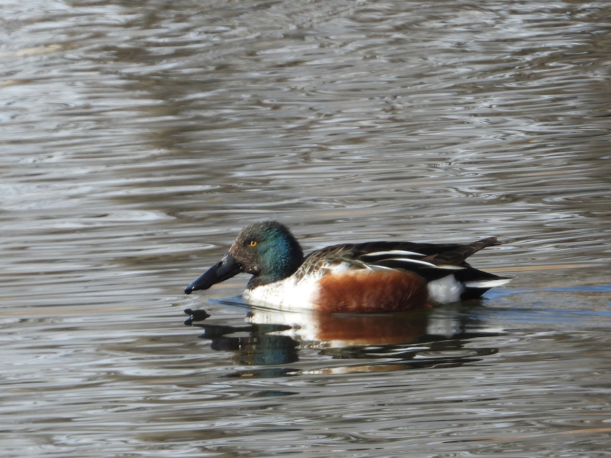 Northern Shoveler - ML615082838