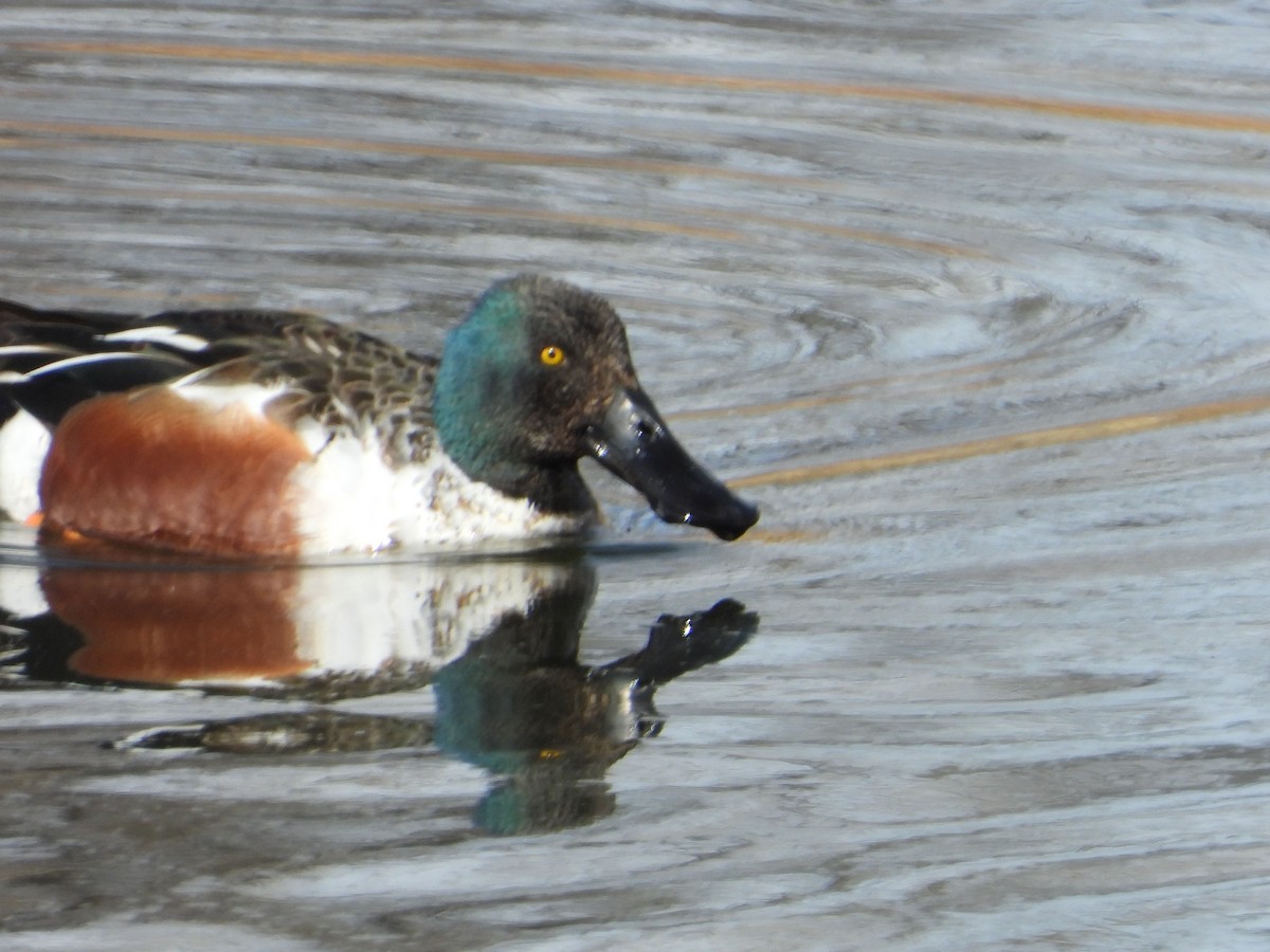 Northern Shoveler - ML615082839