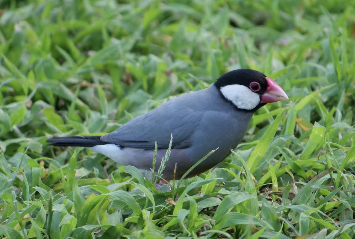 Java Sparrow - Jan Bryant