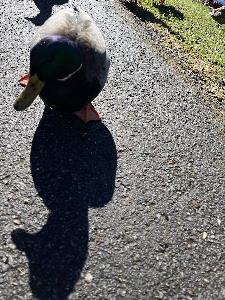 Зэрлэг нугас - ML615082849