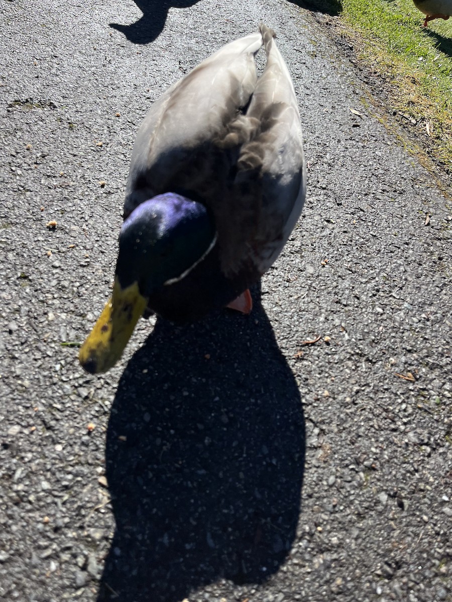 Зэрлэг нугас - ML615082850