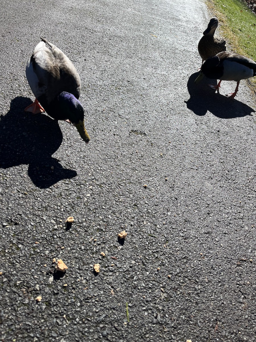 Зэрлэг нугас - ML615082851