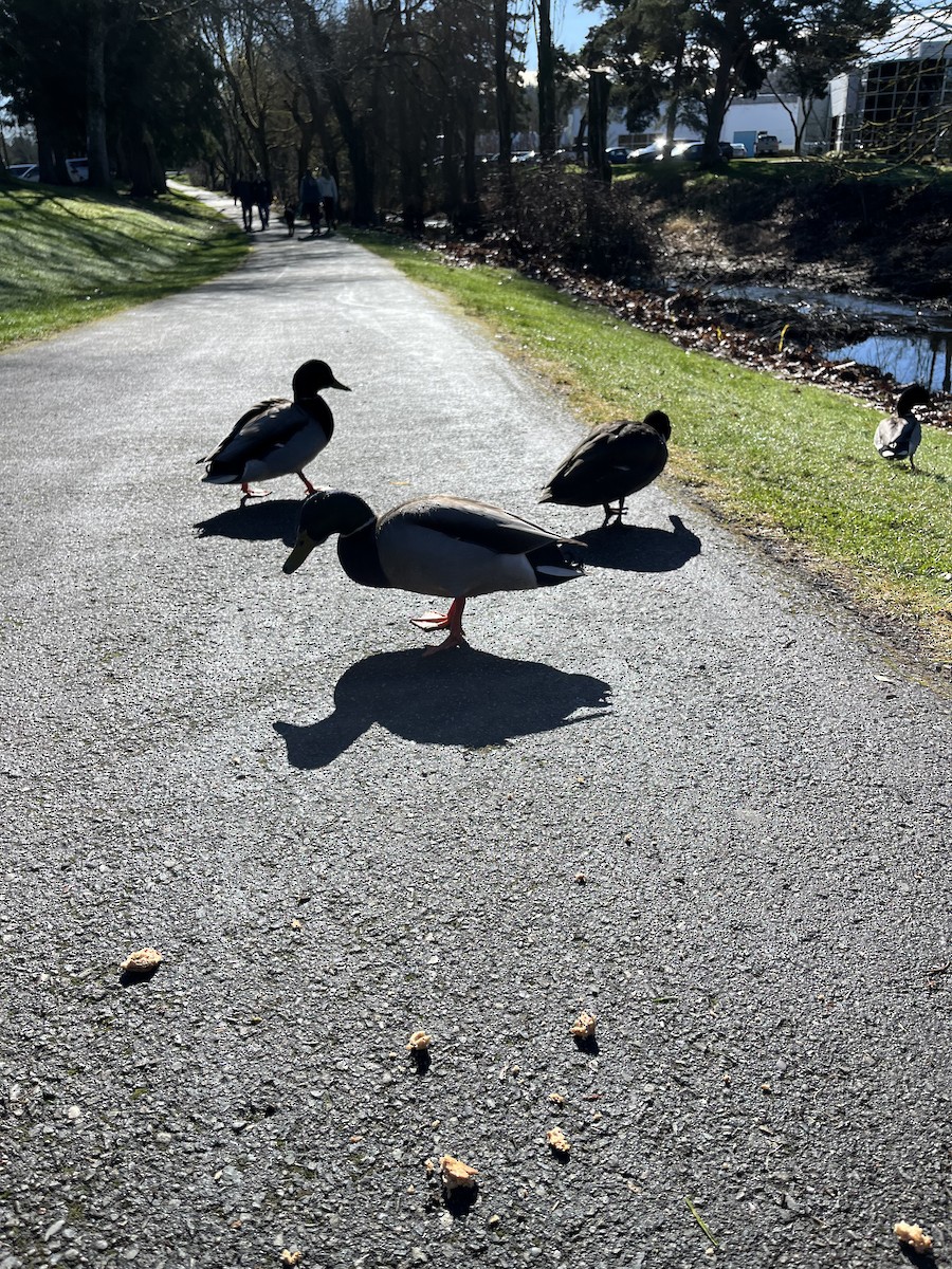 Зэрлэг нугас - ML615082852