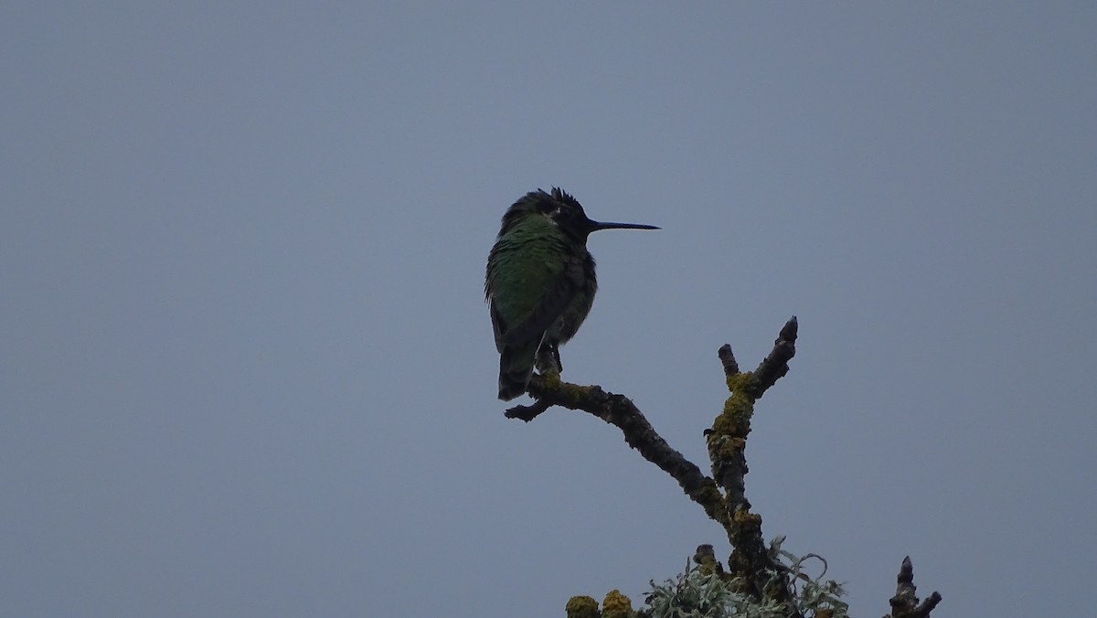 Anna's Hummingbird - ML615082912