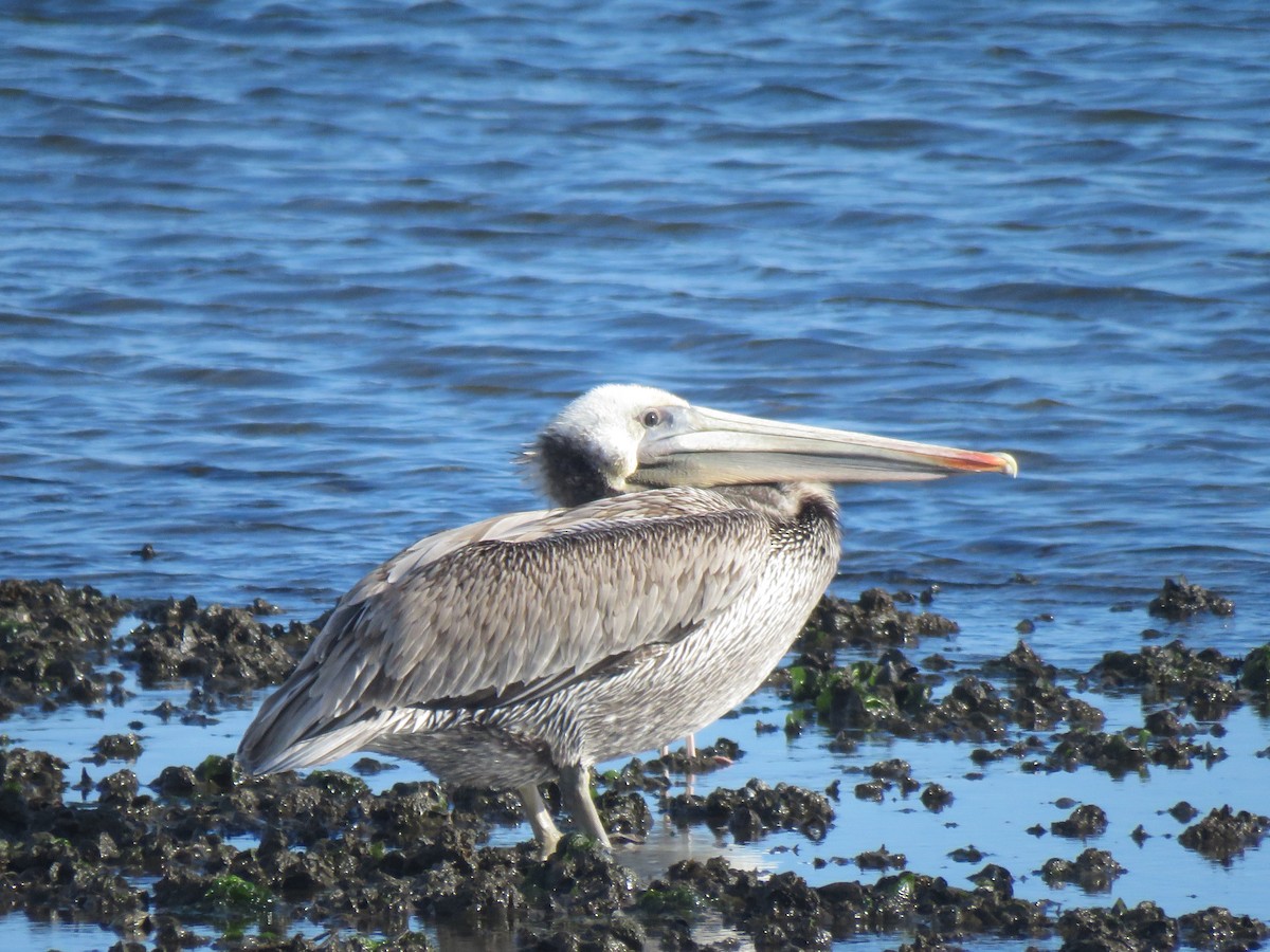 Brown Pelican - ML615082916