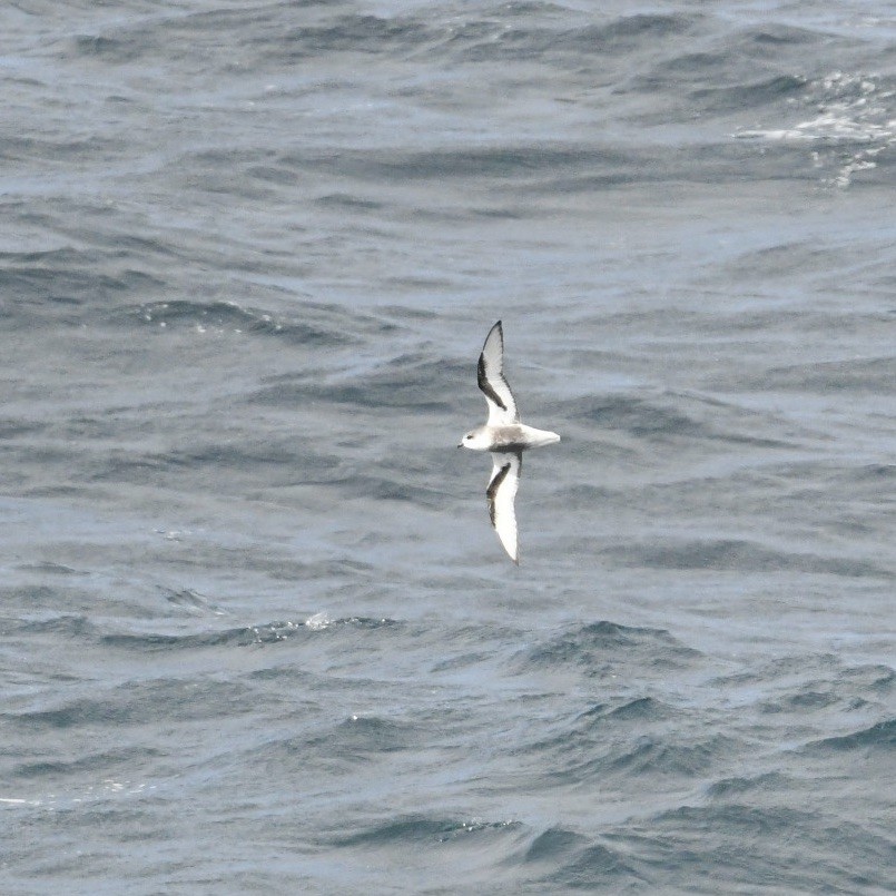 Mottled Petrel - ML615083017