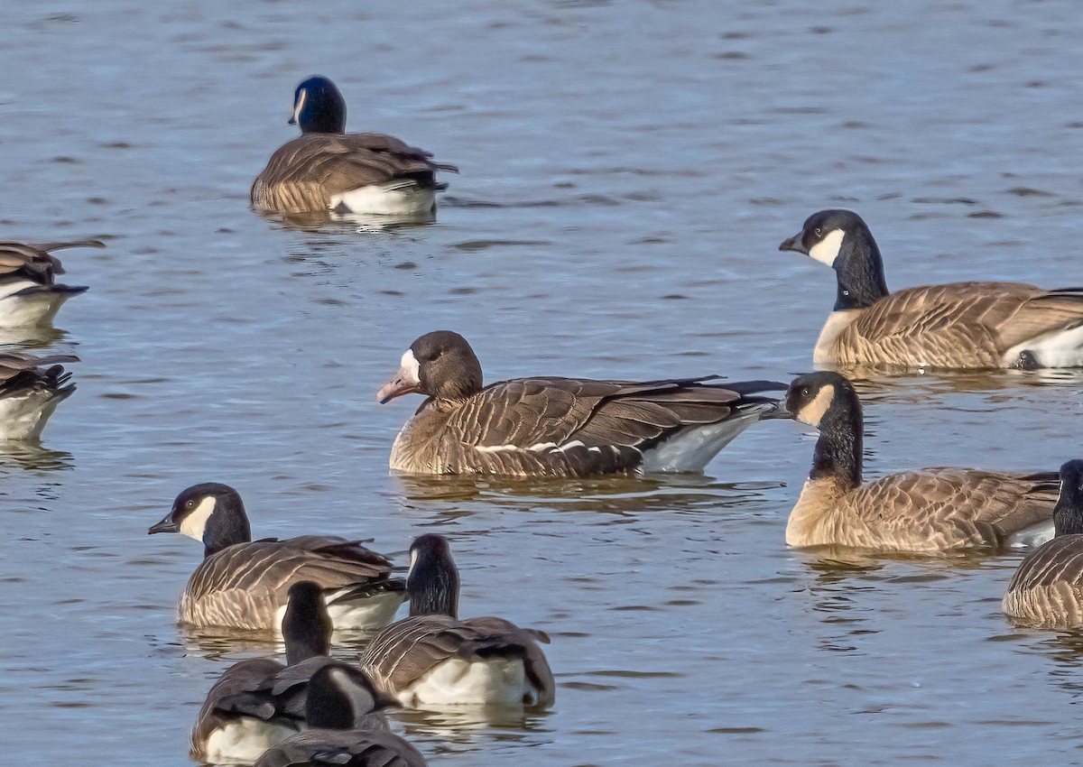 Greater White-fronted Goose - ML615083038