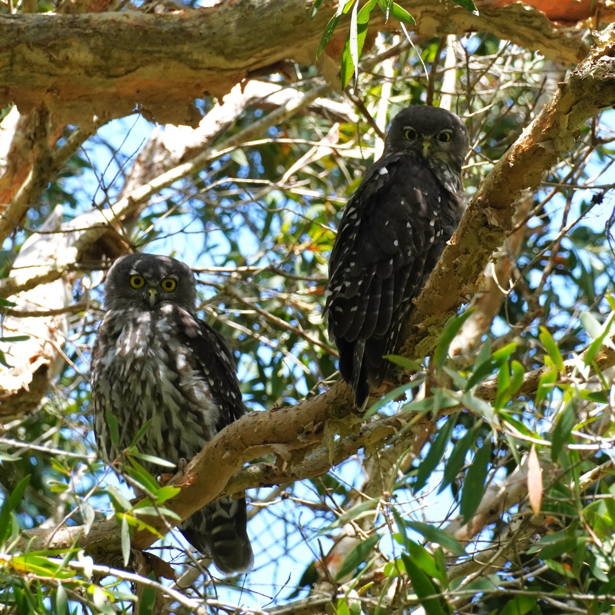 Barking Owl - ML615083061