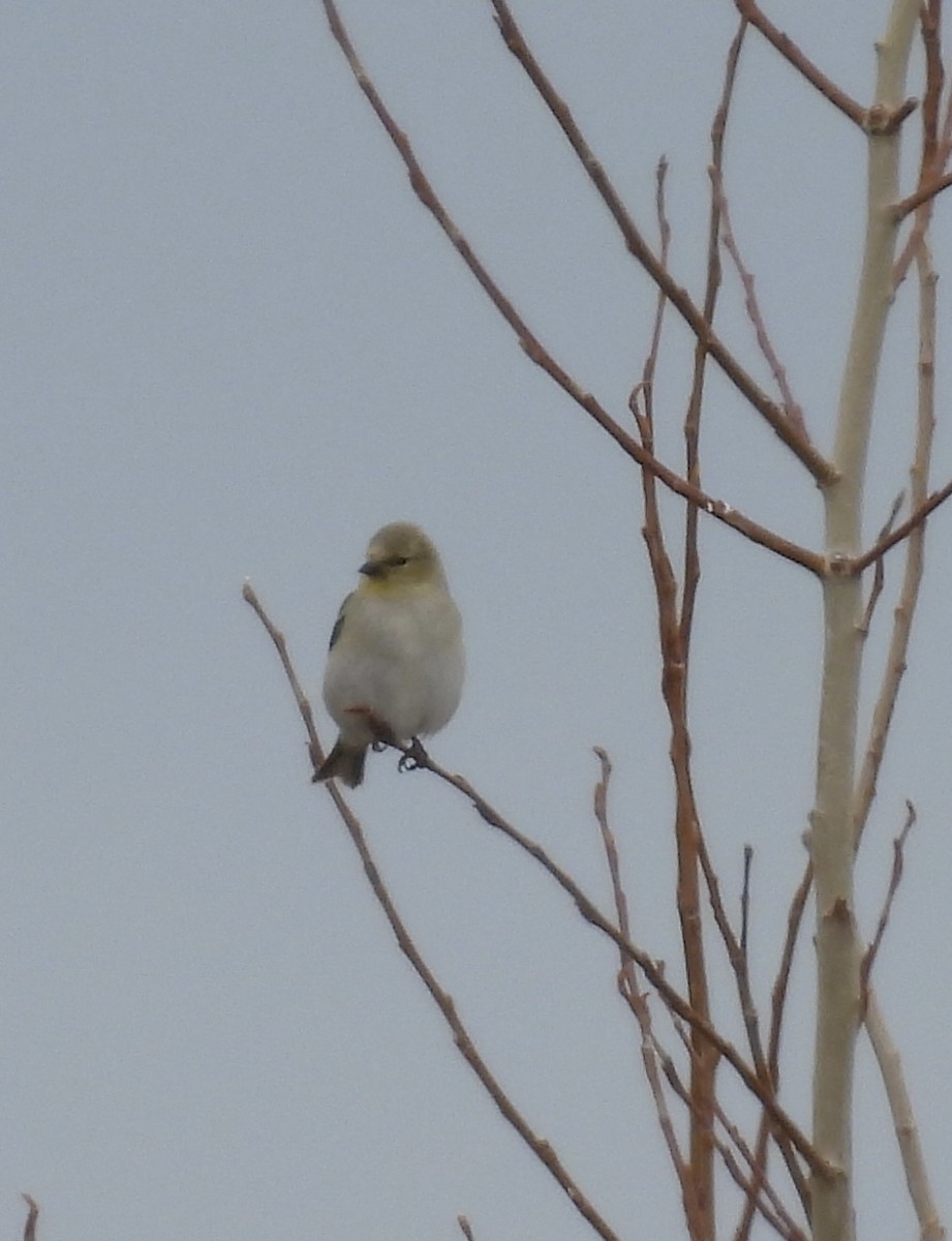 American Goldfinch - Benjamin Crook