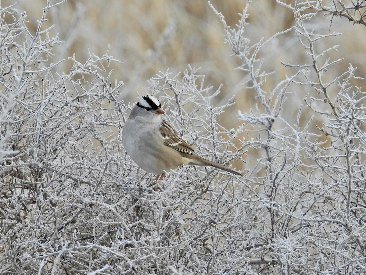 Bruant à couronne blanche - ML615083149