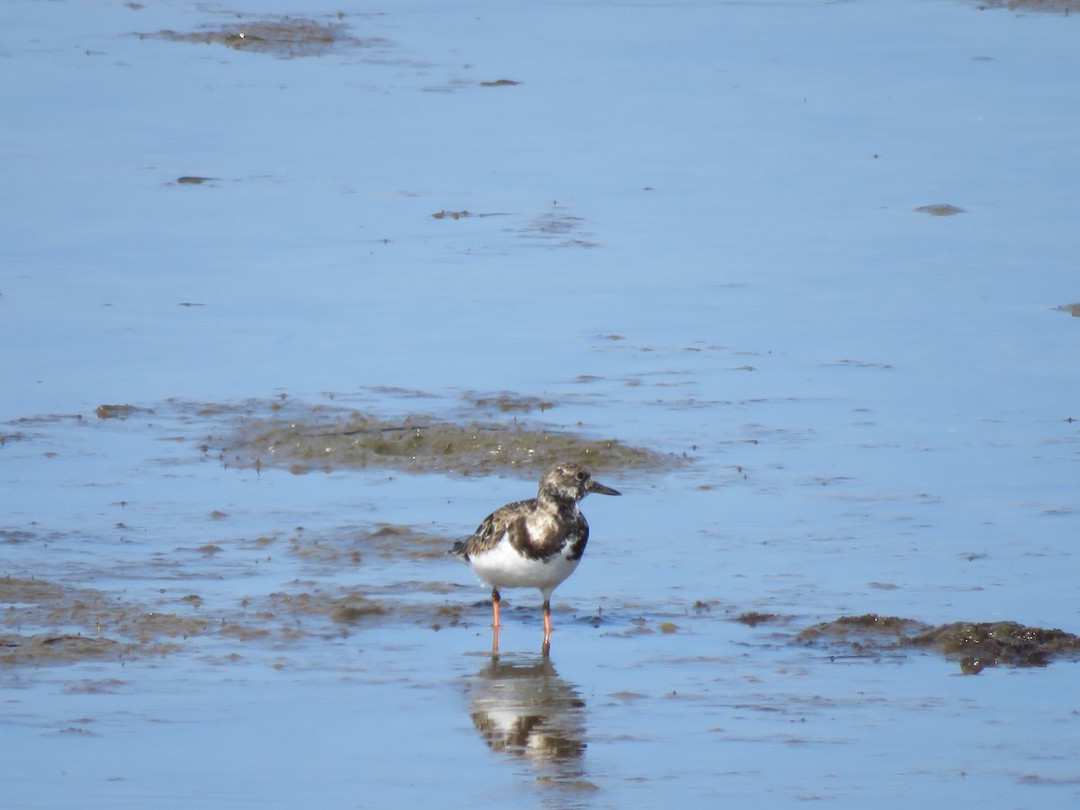 Ruddy Turnstone - ML615083182