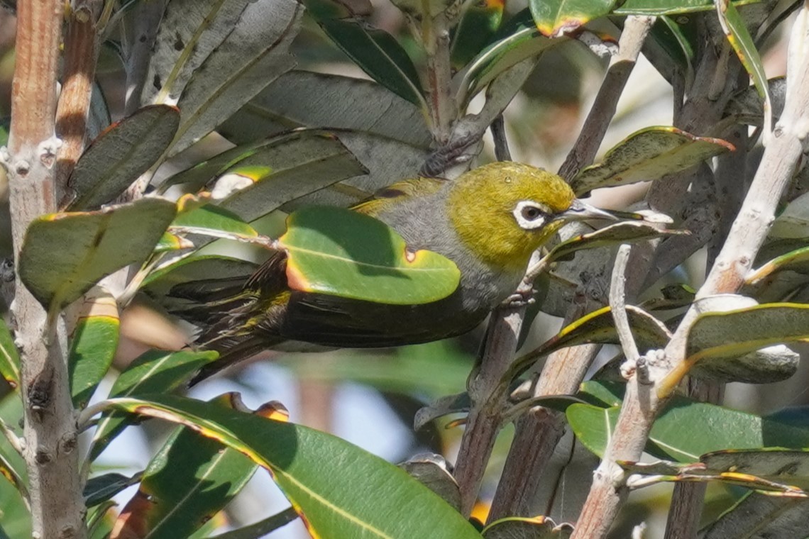 Silvereye - Ellany Whelan