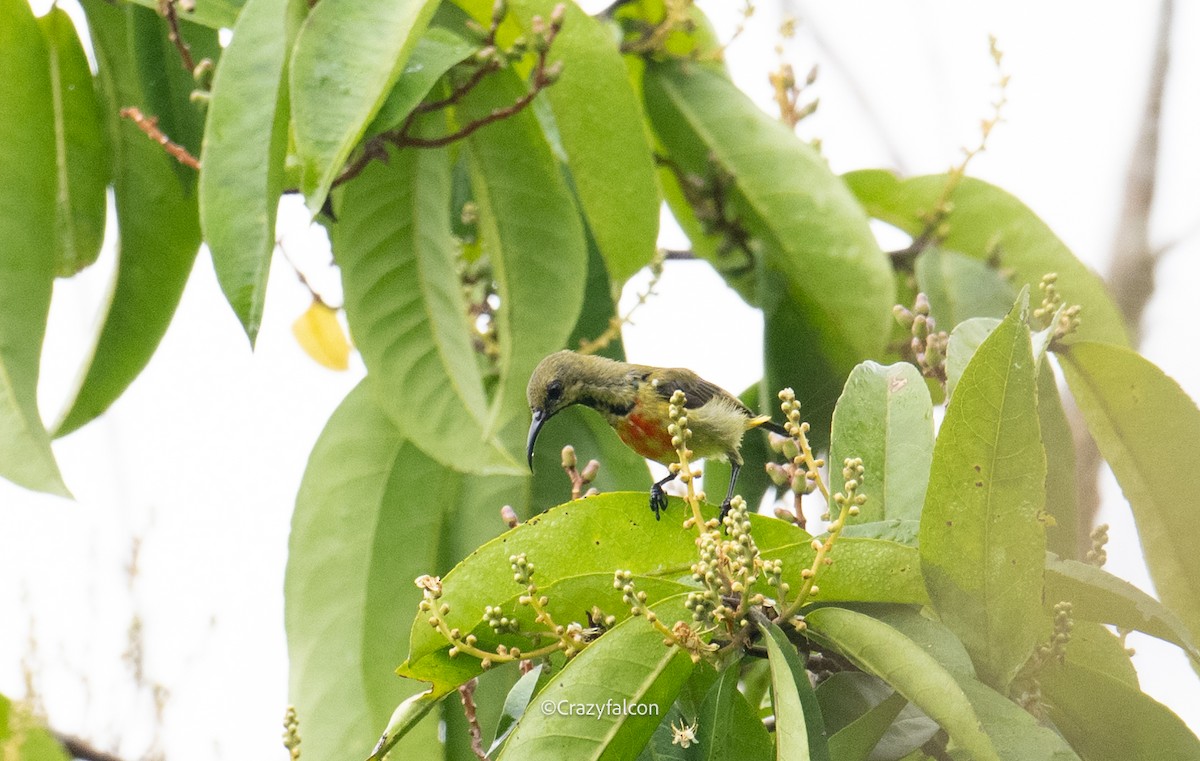 Flame-breasted Sunbird - ML615083205