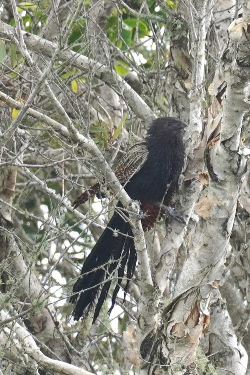 Pheasant Coucal - Ellany Whelan