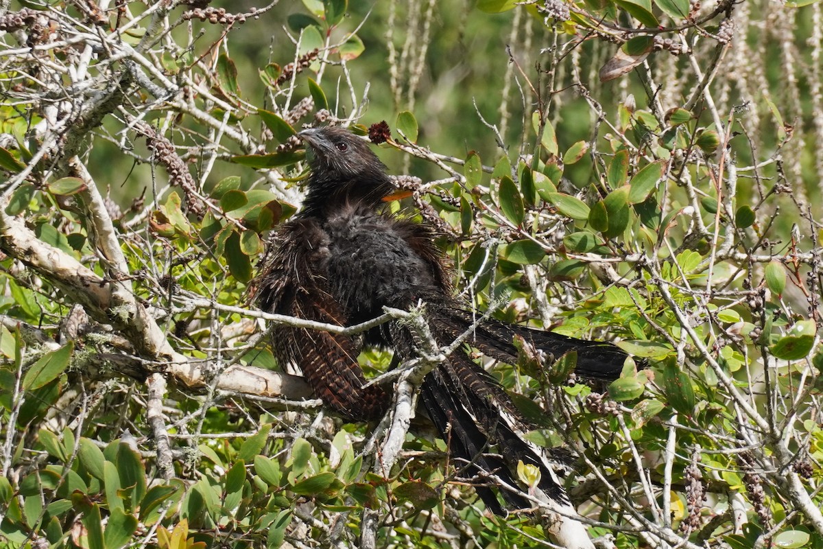 Pheasant Coucal - Ellany Whelan