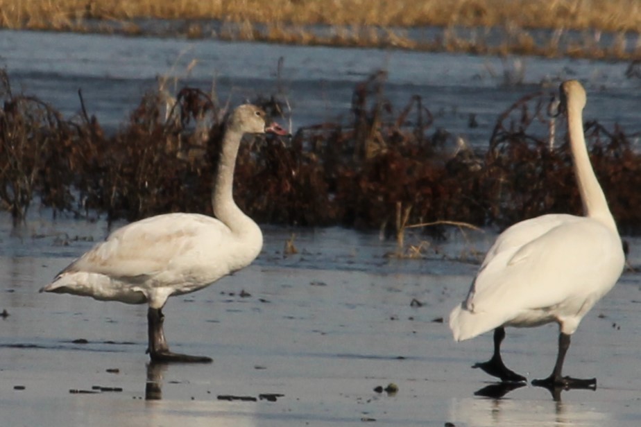 Tundra Swan - Bruce Schuette