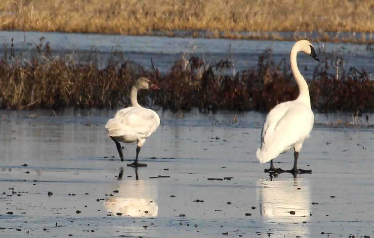 Tundra Swan - Bruce Schuette