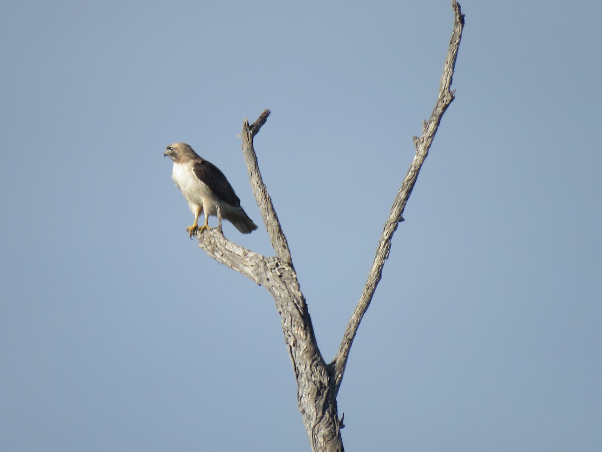 Red-tailed Hawk - ML615083292