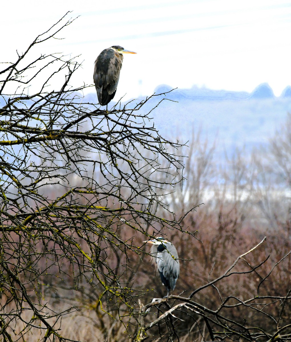 Great Blue Heron - ML615083296