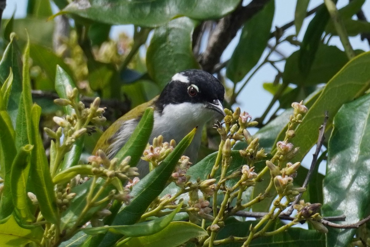 White-throated Honeyeater - Ellany Whelan