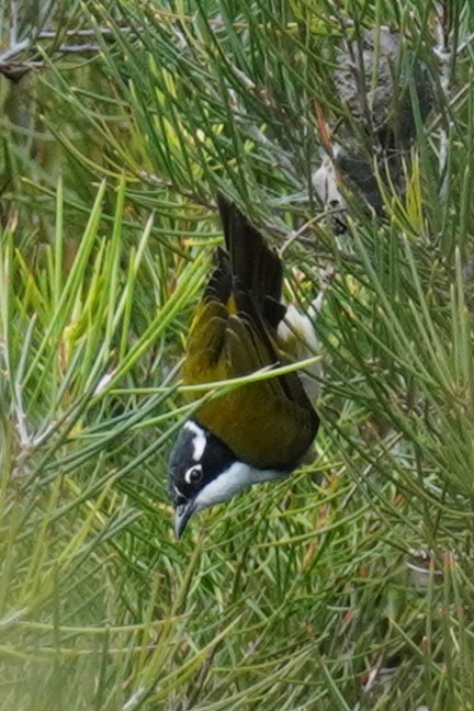 White-throated Honeyeater - ML615083350