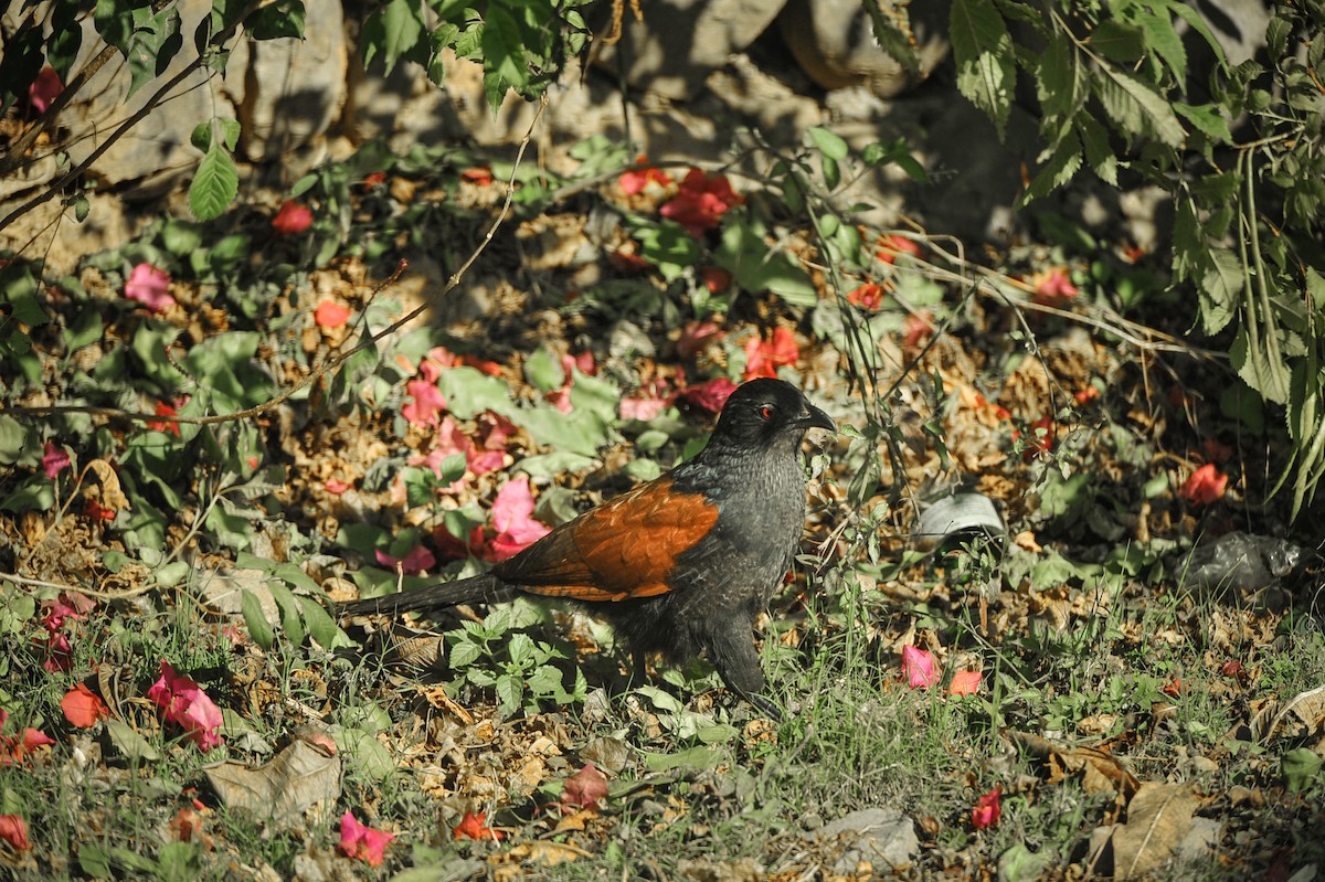 Greater Coucal - ML615083360