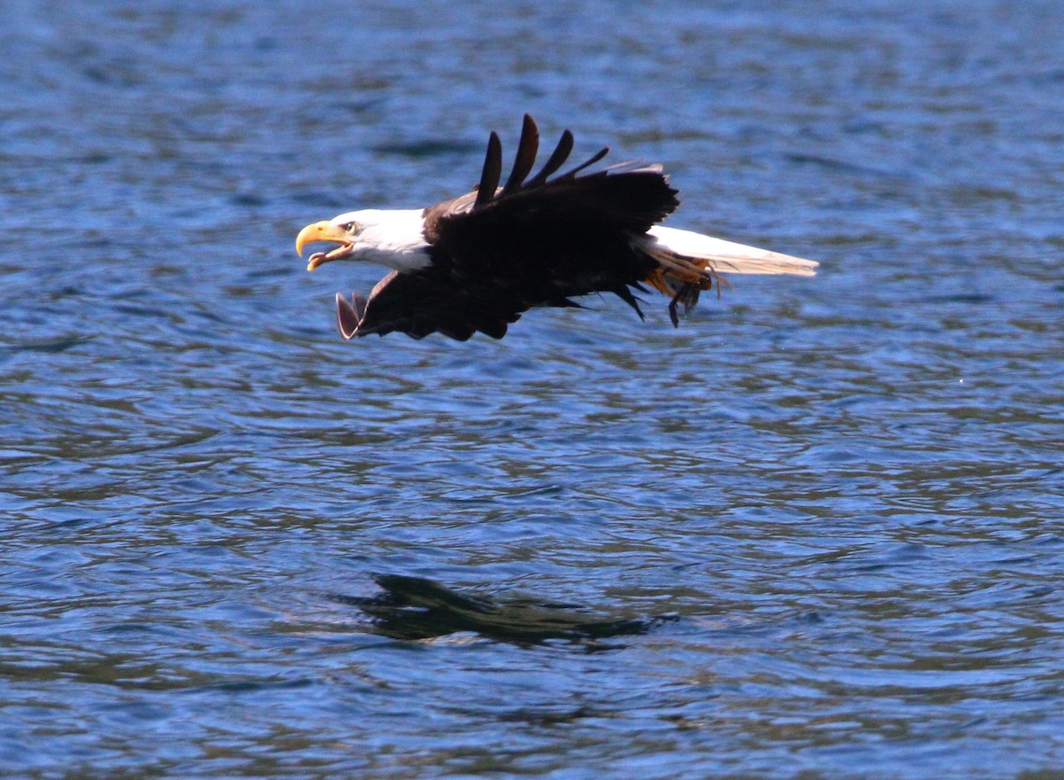 Bald Eagle - ML615083379