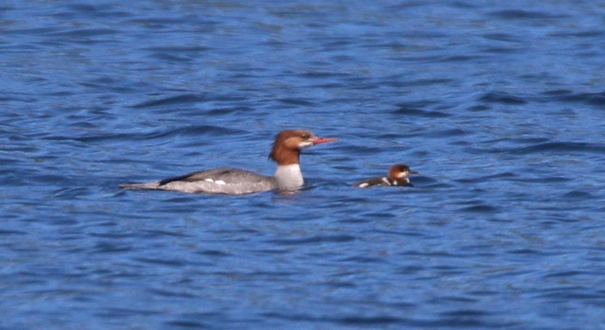 Common Merganser - ML615083381