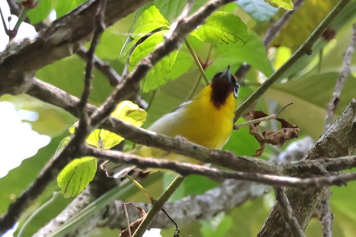 Clicking Shrike-Babbler - ML615083390