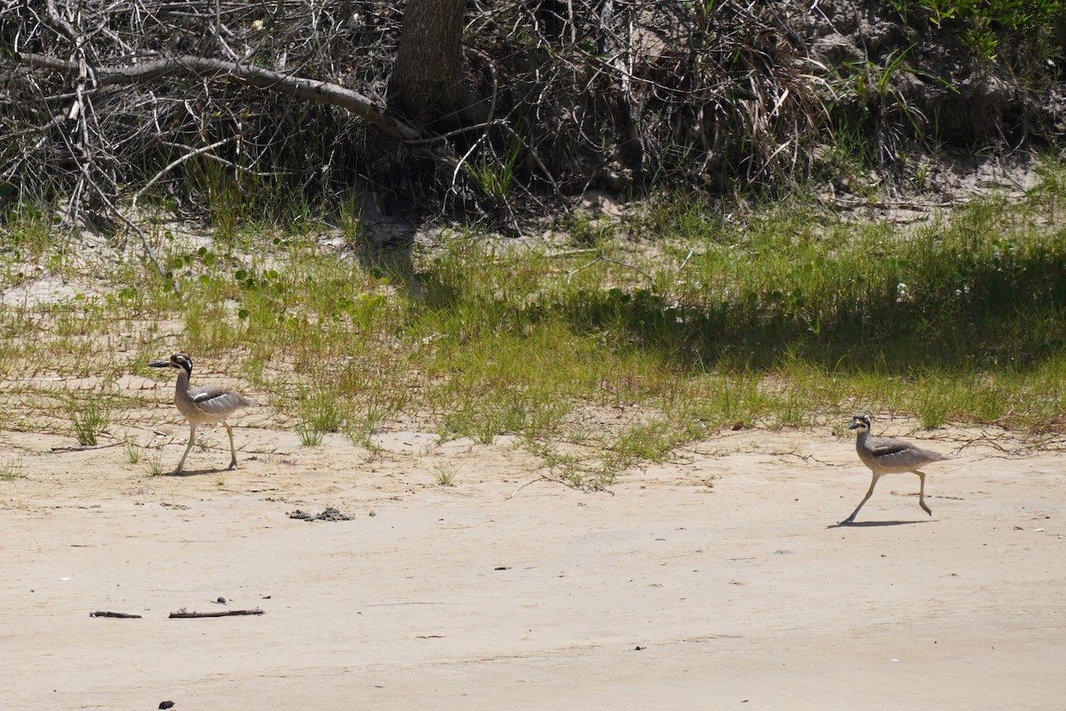 Beach Thick-knee - Ellany Whelan