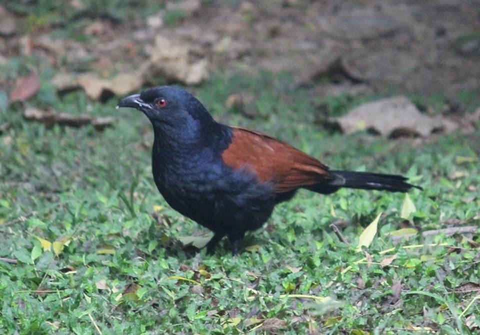 Greater Coucal - ML615083418