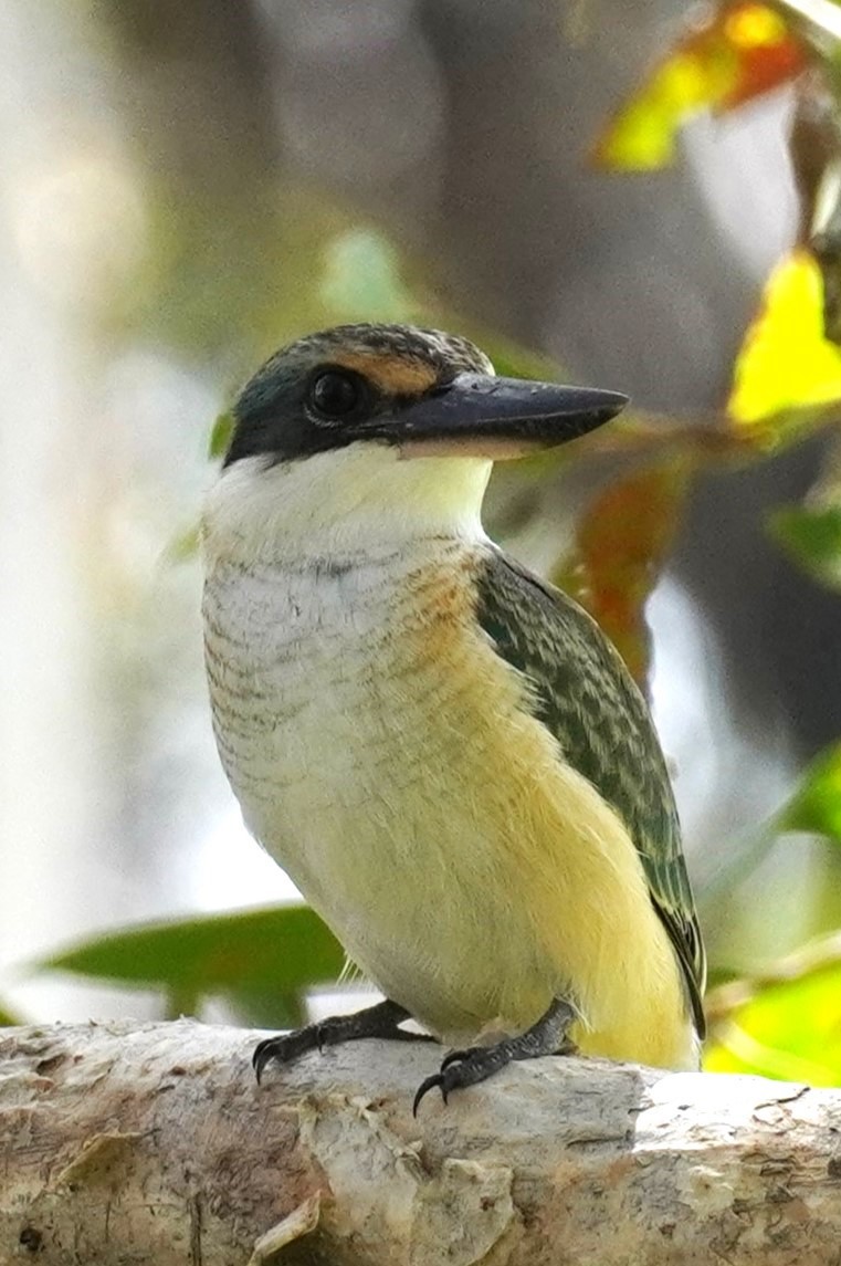 Sacred Kingfisher - ML615083460