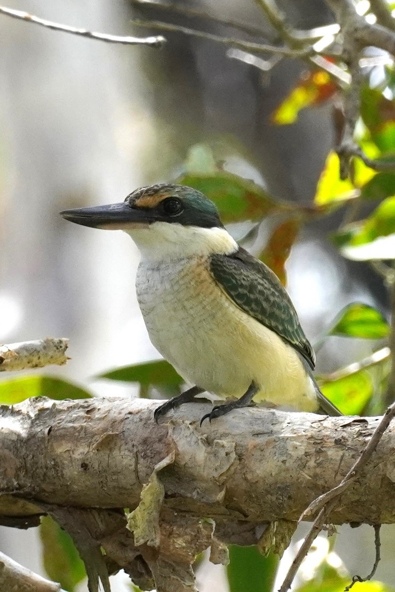 Sacred Kingfisher - Ellany Whelan