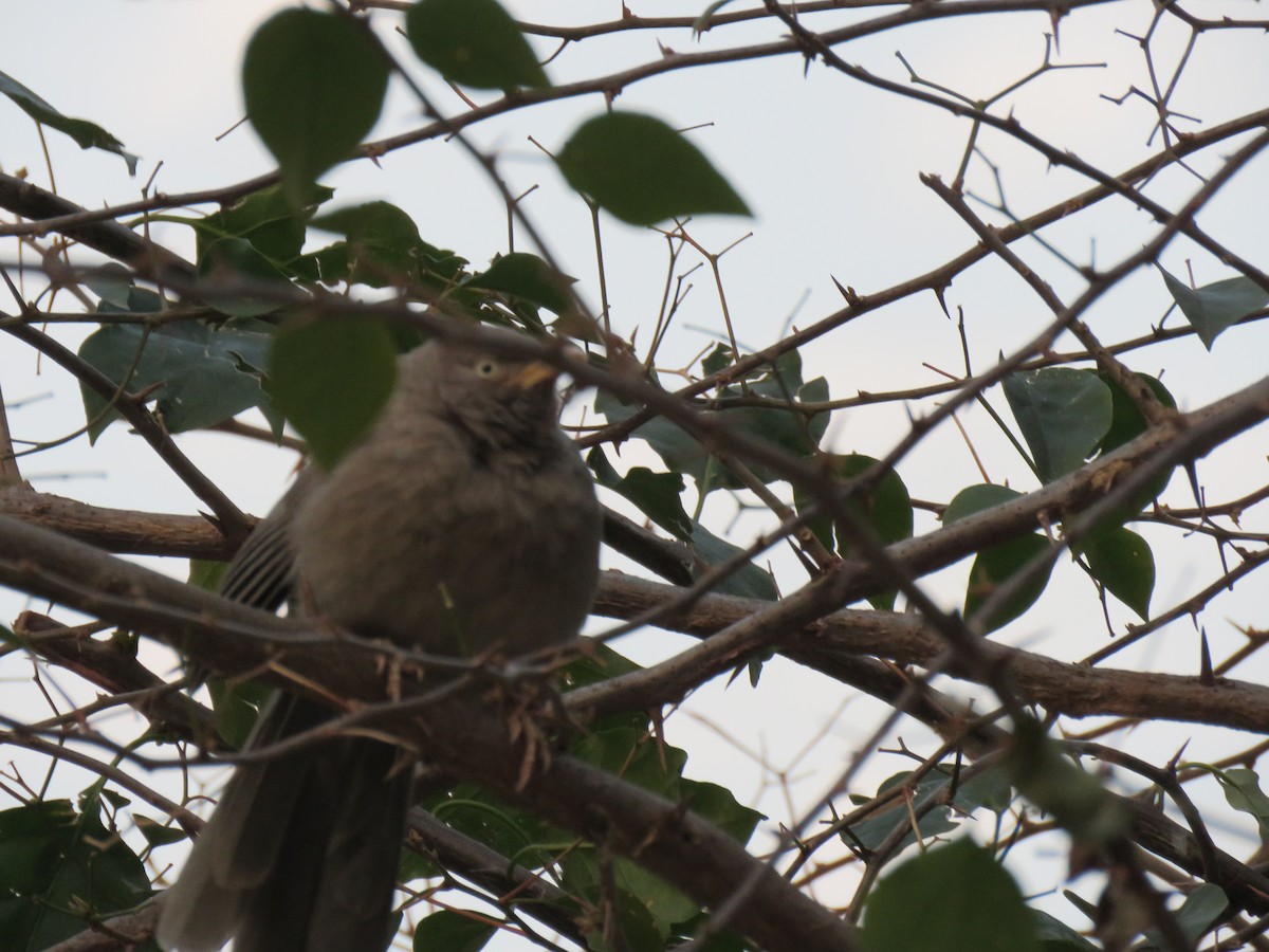 Jungle Babbler - ML615083486