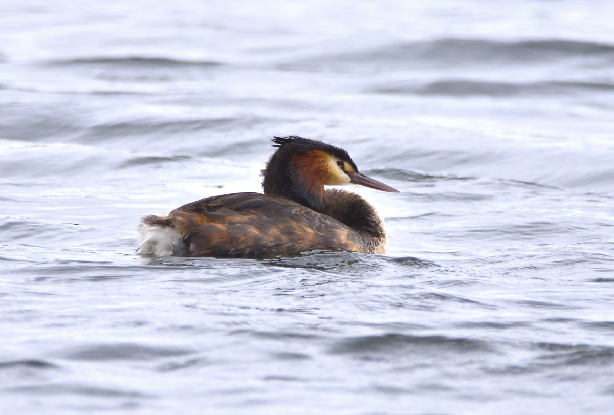 Great Crested Grebe - Anthony Katon