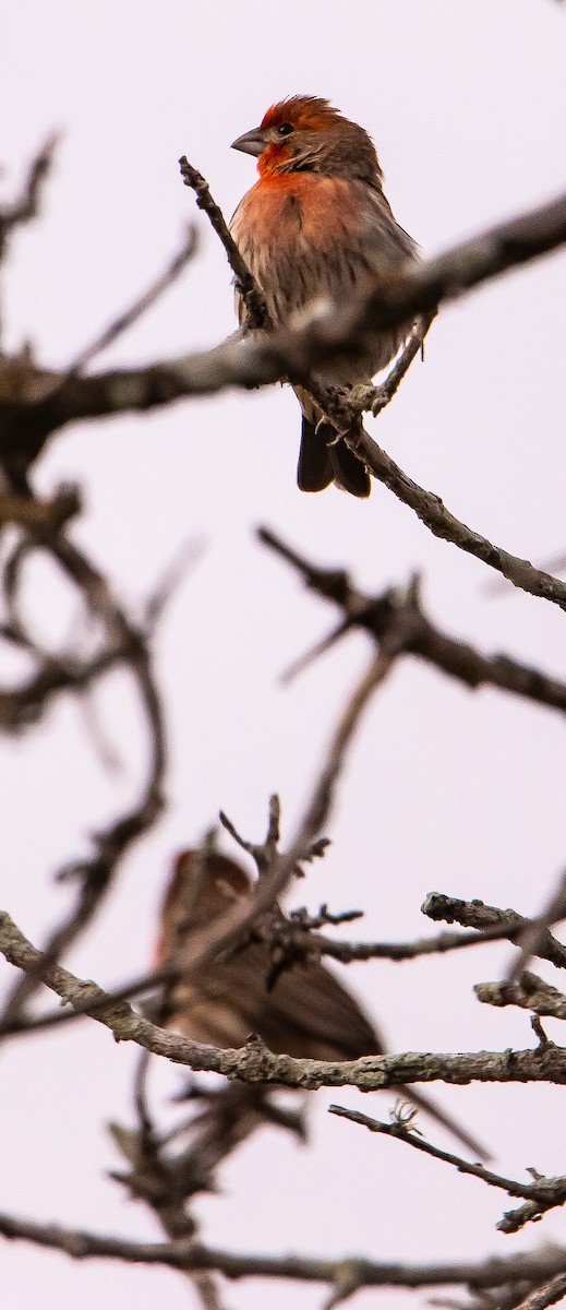 House Finch - ML615083579