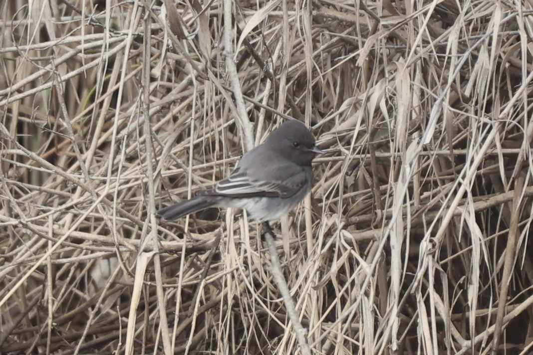 Black Phoebe - ML615083580