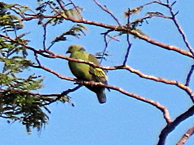 Andaman Green-Pigeon - ML615083615