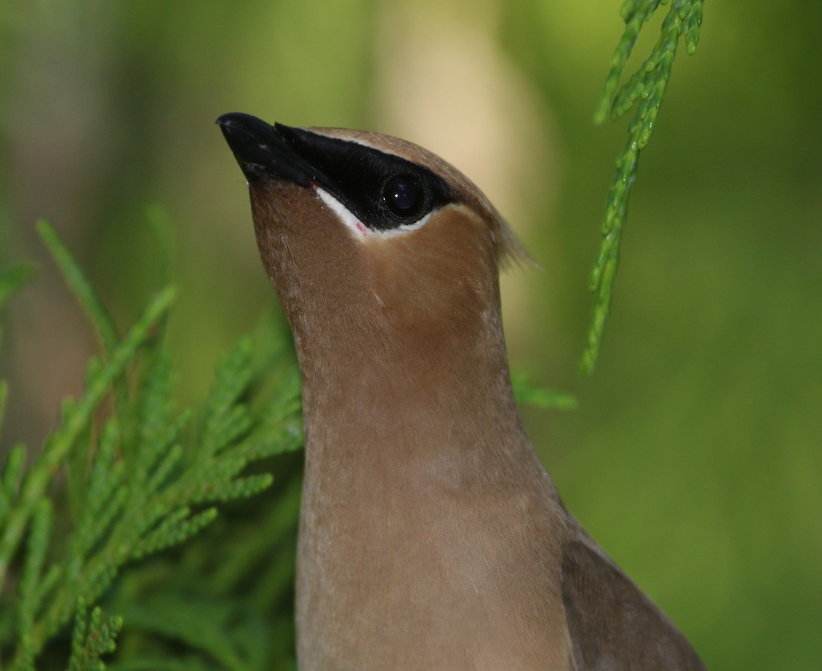 Cedar Waxwing - ML615083657