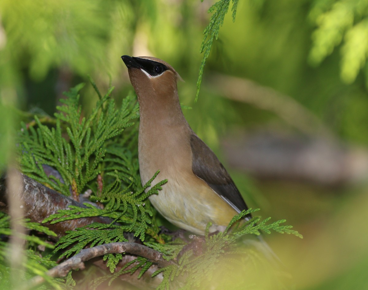 Cedar Waxwing - ML615083658