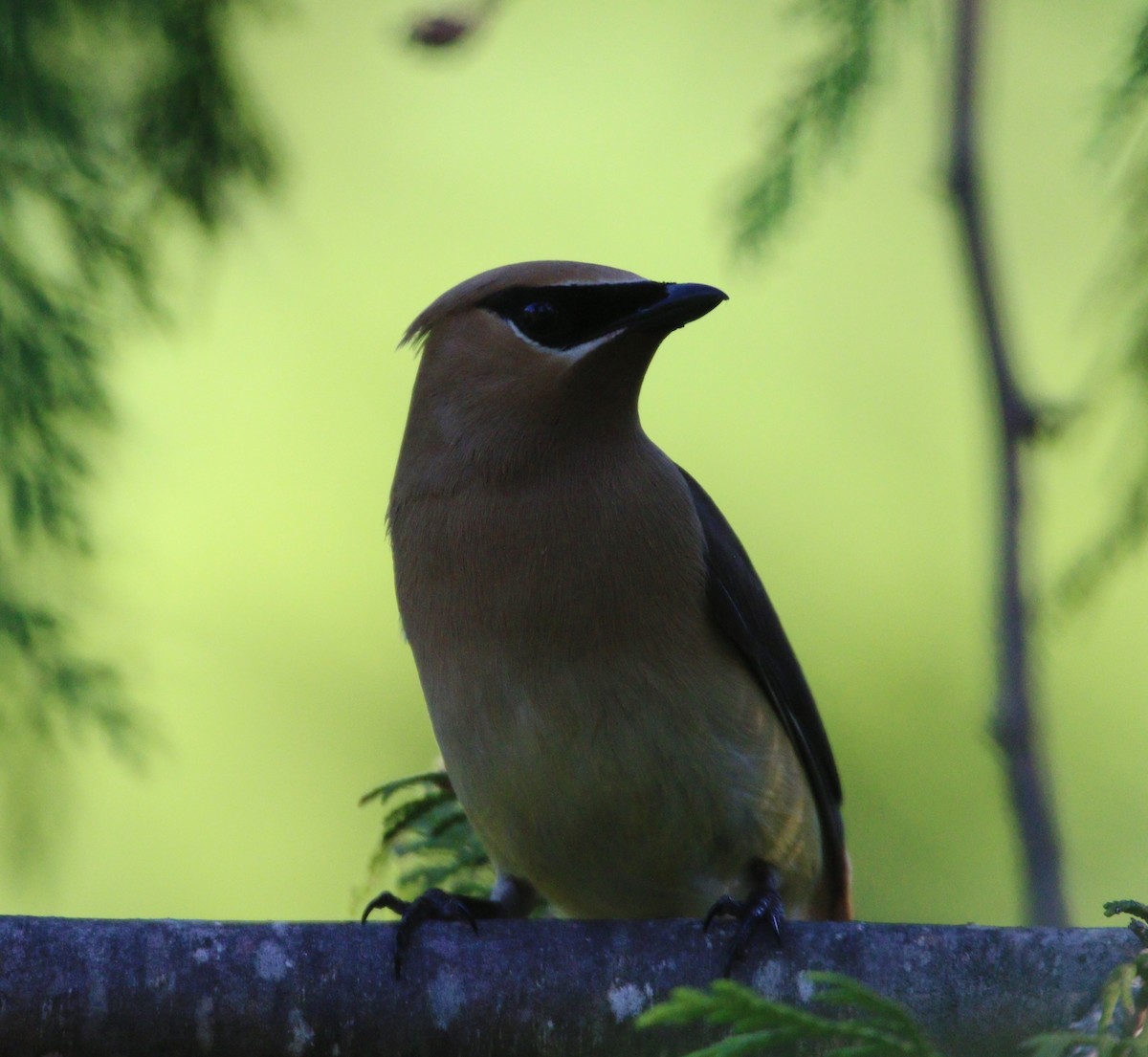 Cedar Waxwing - ML615083661