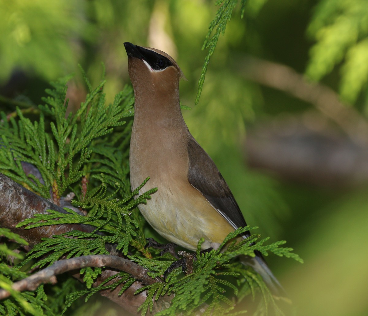 Cedar Waxwing - ML615083666