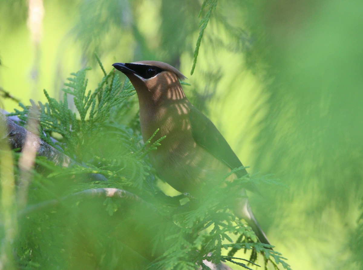 Cedar Waxwing - ML615083672