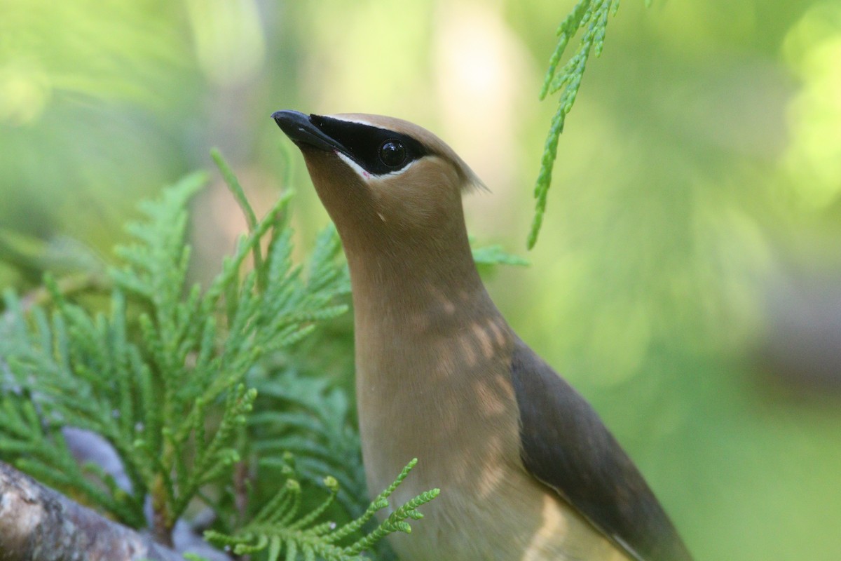 Cedar Waxwing - ML615083675