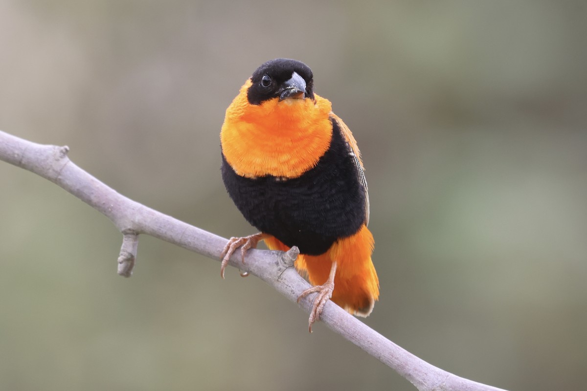 Northern Red Bishop - ML615083678