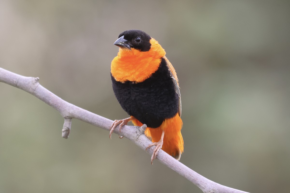 Northern Red Bishop - ML615083679