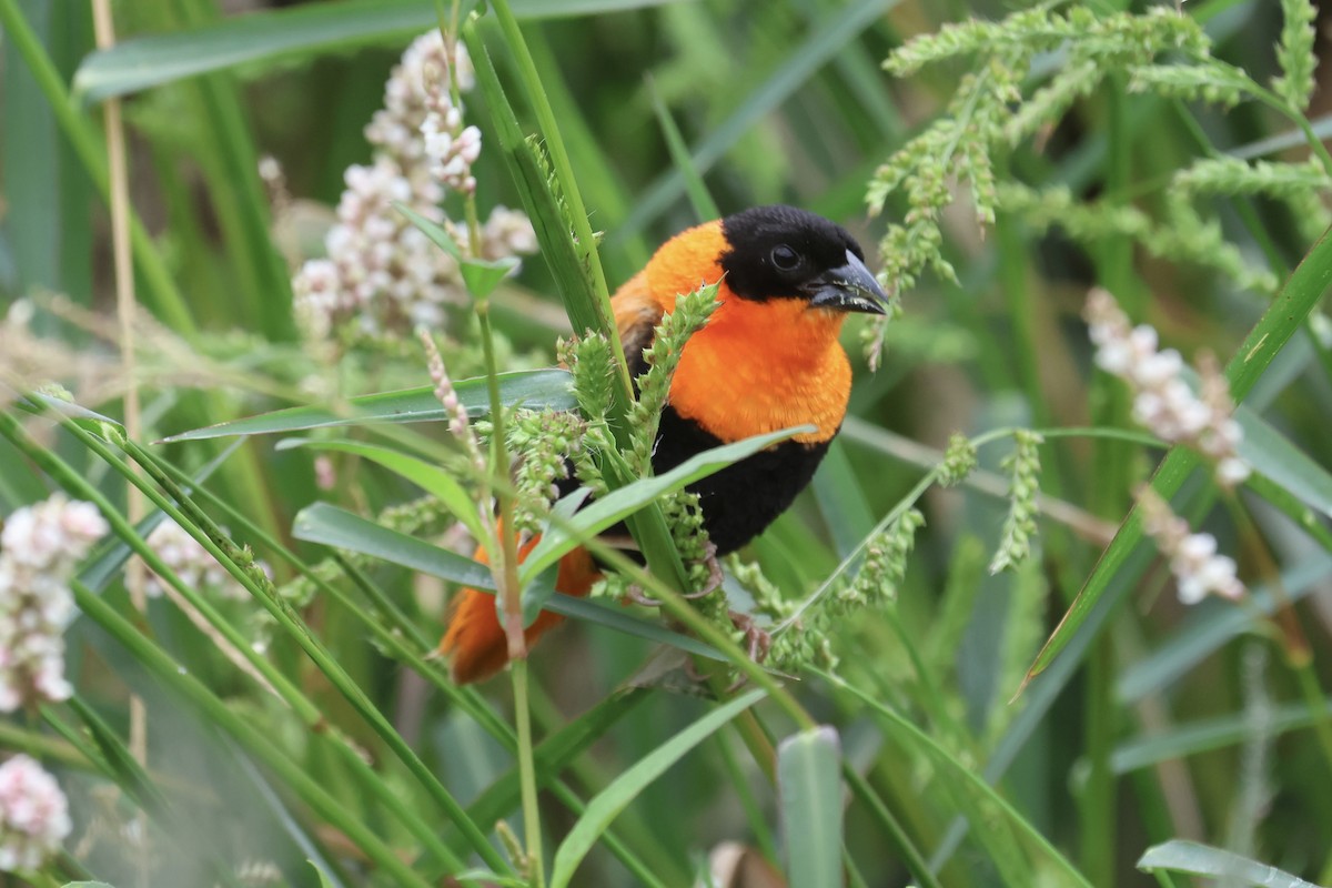 Northern Red Bishop - Daniel Tinoco